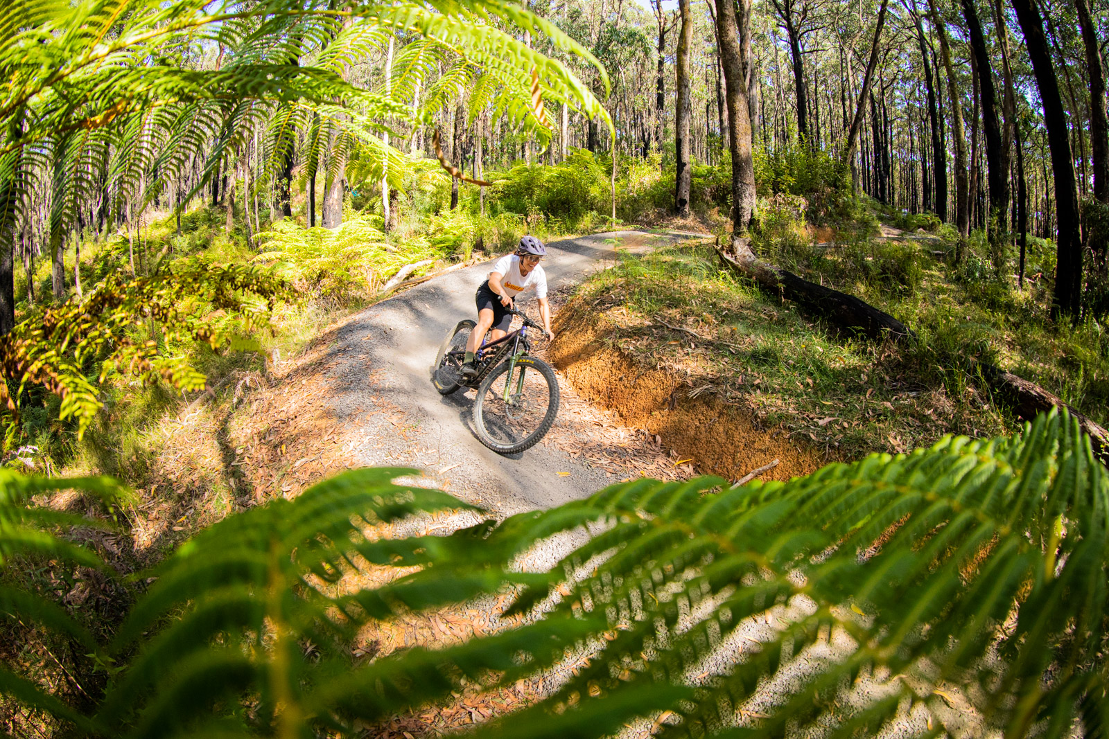 forrest mountain bike trails